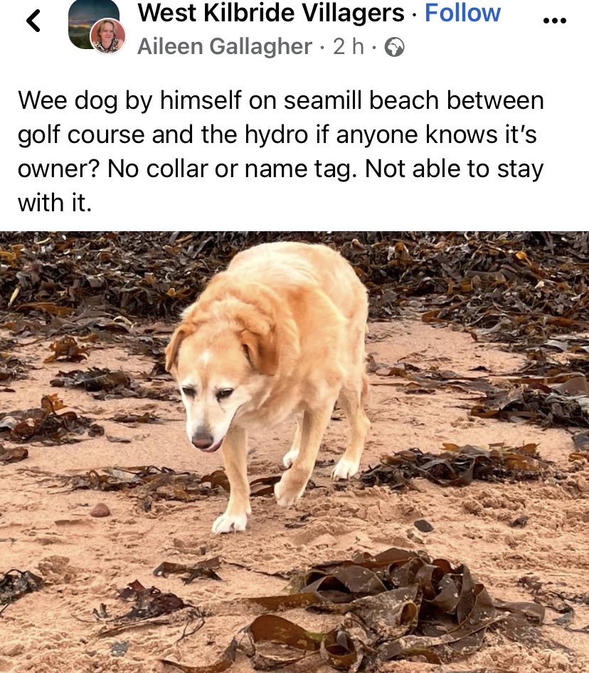 Wee dog lost #WestKilbride #Seamill