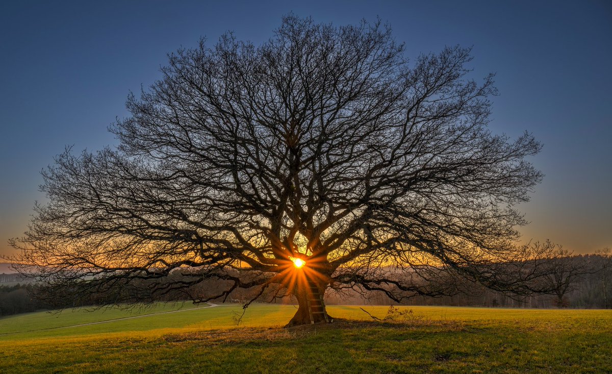 Sonnenuntergang nach einem frühlingshaften Tag in Hürtgenwald vergangener Woche. Frühlingshaft sieht es in Zukunft erstmal weniger aus, unter Umständen kann es zum Monatsende aus Osten deutlich kälter werden. 

#sunset #trees #oak #eiche #eifel #NaturePhotography #vorfrühling