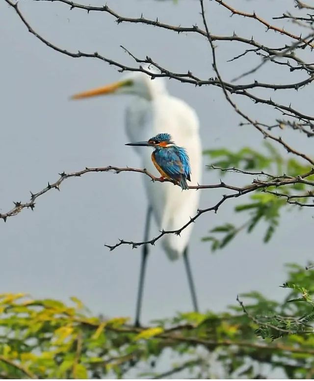 Kingfisher and Great Egret
