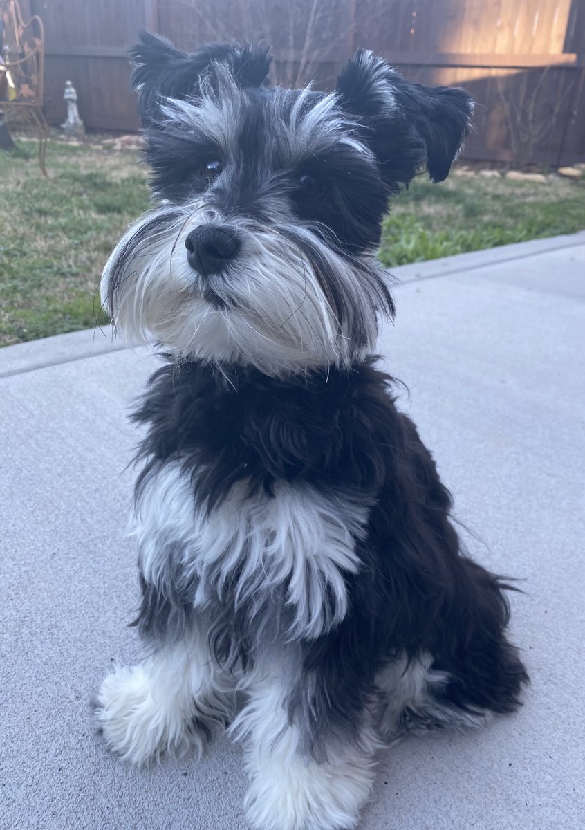 I’ve been misbehaving alllllllllllll morning!  But I think it’s allowed because it’s my first birthday today!  Hooray!!!! 🤔🐶 🥳🎂🎉 #SchnauzerGang