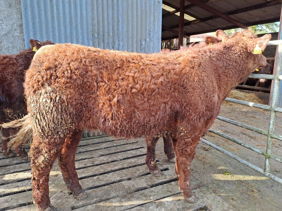 KirraneDavid's tweet photo. We have 3 yearling Salers heifers for sale born Feb/Mar 2022. Sired by A.I. bulls Hibou, Knottown Roy and Manclaux. 
Average weight 360kg.
Very gentle heifers will make super suckler cows.
DM for more information https://t.co/DTXPintFHx