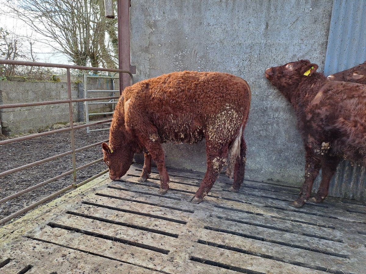 KirraneDavid's tweet photo. We have 3 yearling Salers heifers for sale born Feb/Mar 2022. Sired by A.I. bulls Hibou, Knottown Roy and Manclaux. 
Average weight 360kg.
Very gentle heifers will make super suckler cows.
DM for more information https://t.co/DTXPintFHx