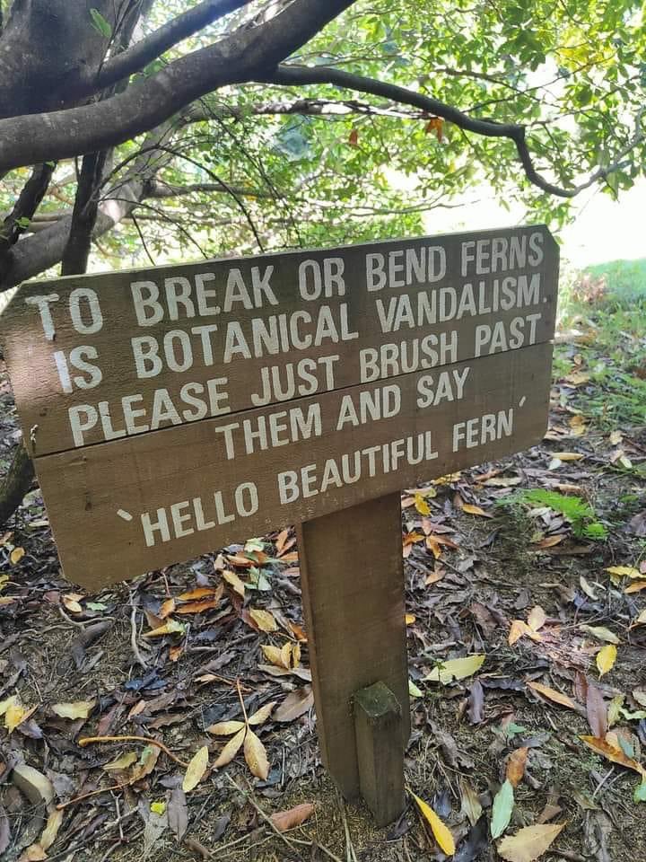 I love to say “Hello beautiful fern”