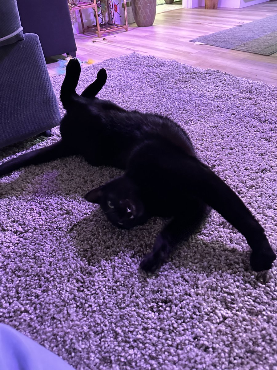 abi_jean's tweet image. Last #kittytime #P4A2023