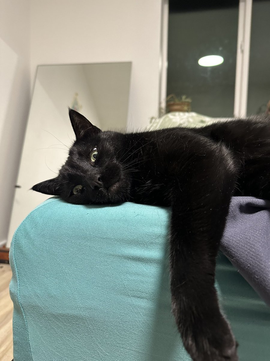 abi_jean's tweet image. Last #kittytime #P4A2023