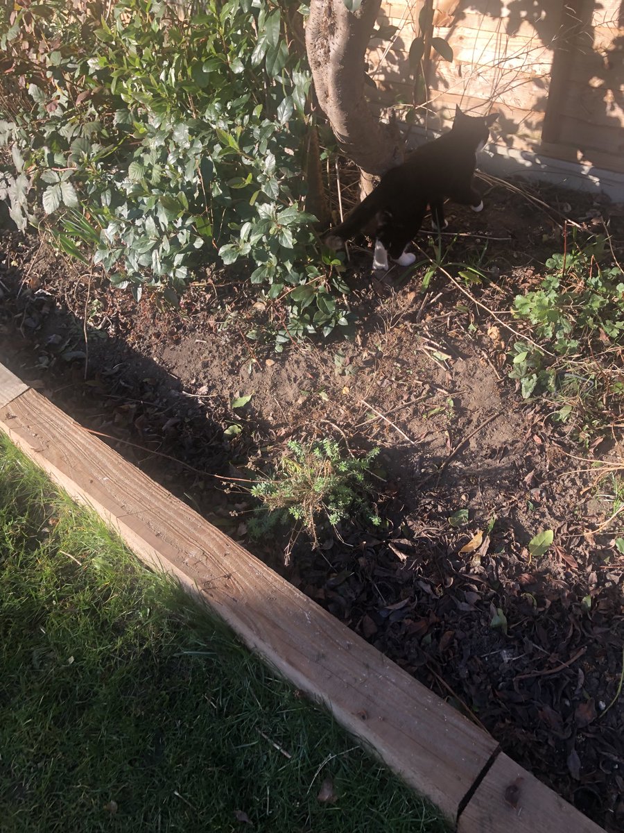 walksmimi's tweet photo. Spot the cat! These 2 babies have been in the garden all day amusing themselves! Beautiful day ☀️ shed cleared, summerhouse cleared &amp; kittens having fun #upatree #freedom https://t.co/eRiH4bl8Mr