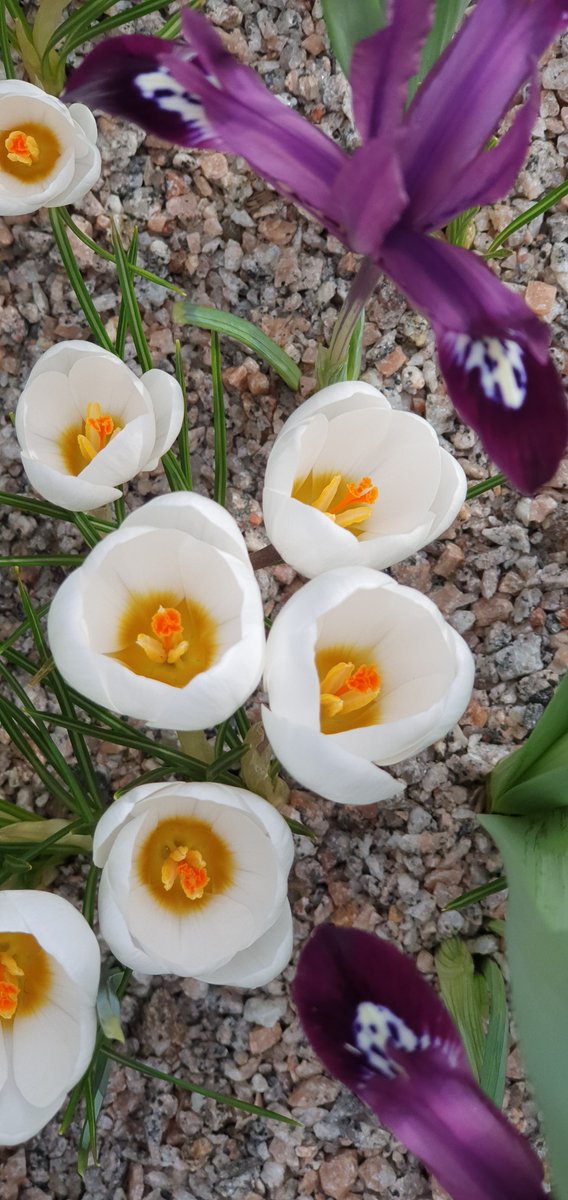 Another spring tub looking great at the moment #spring #springbulbs #crocus #daffodils #irisreticulata #gardeningtwitter