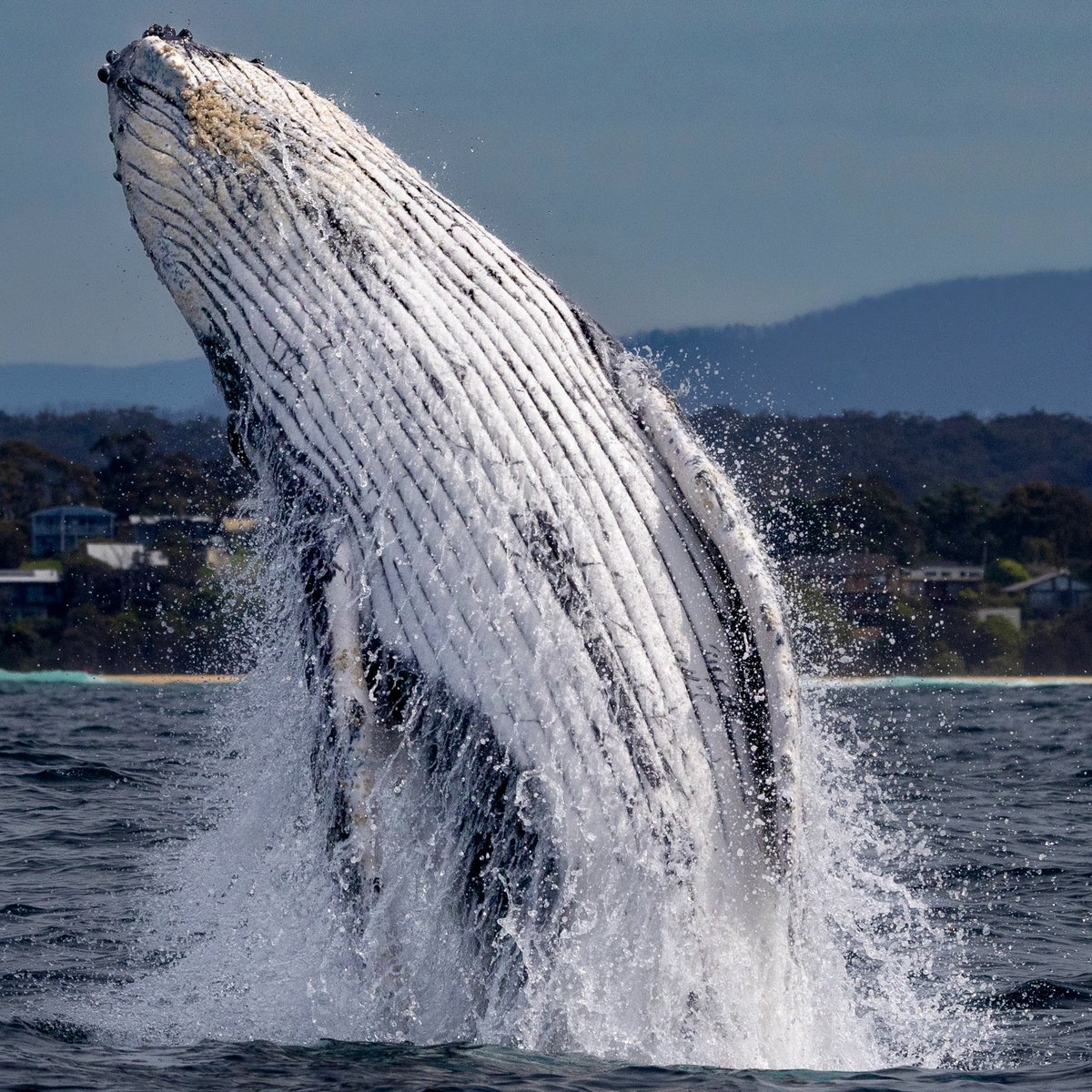 The bumps humpback whales have on their head and pectoral fins are hair follicles. They act as a sensory tool, detecting changes in water temperature and the presence of prey in the whale’s blind spots.
 
#EarthCapture by Alex NewSouthWhales via Instagram

#WorldWhaleDay