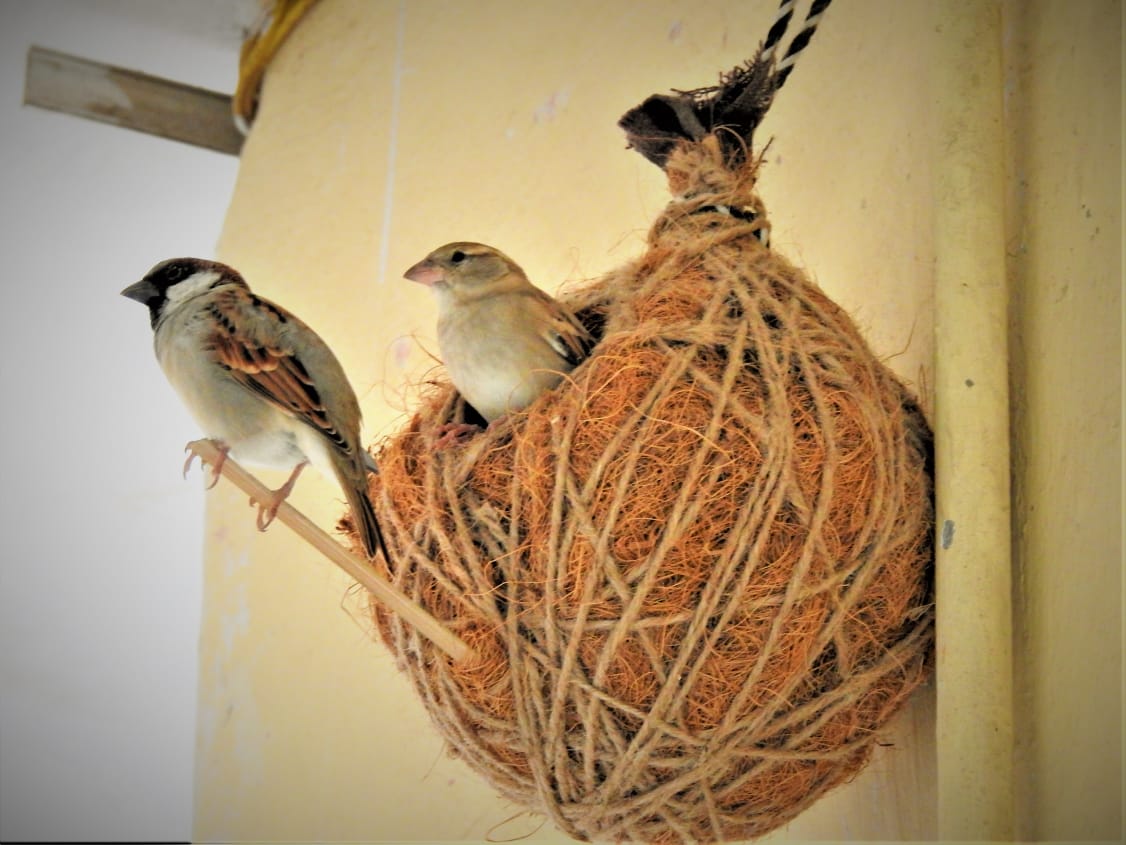 It is so nice to have such encouraging words from our Honble PM <a href="/narendramodi/">Narendra Modi</a> ji on #sparrowconservation. Finally I think, my effort of building over 4.81 lakh nests with the children across pan India has finally paid off. #NestManofIndia