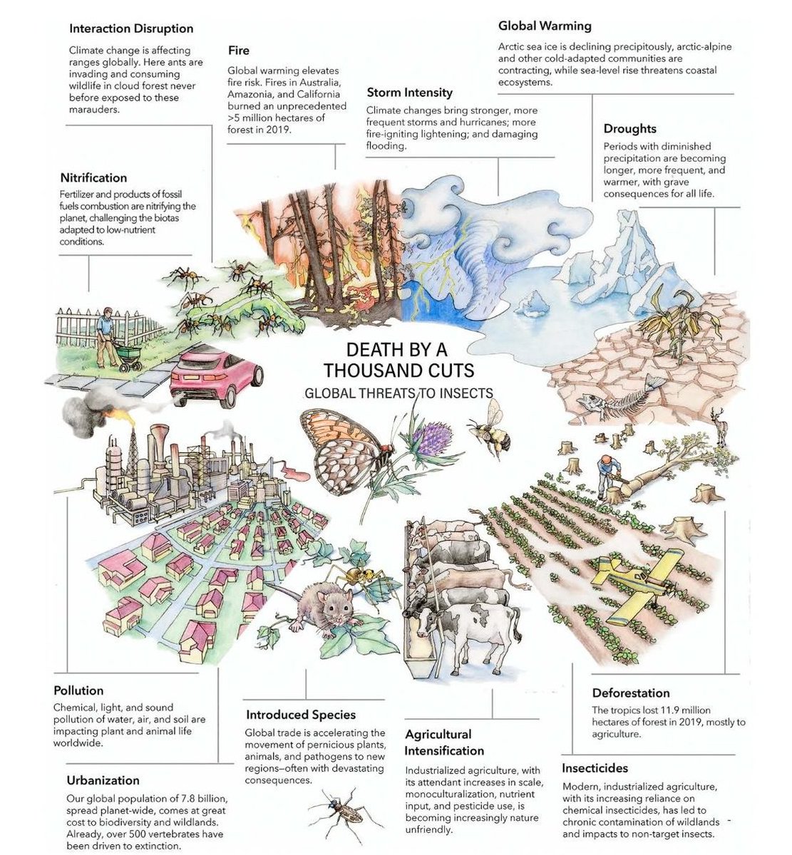 Greenpeace's tweet photo. "The collapse of insect populations, almost everywhere in Europe, is the most terrifying element of the unfolding environmental crisis."

https://t.co/QIgNTRid0G

#BiodiversityCrisis

🎨: Wagner et al. (2021) https://t.co/dqMoUjvptl