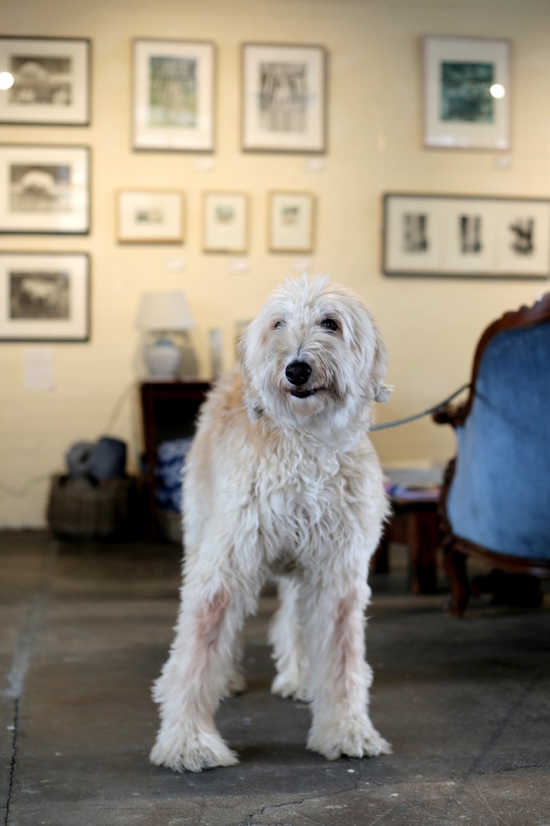 sunnybankmills's tweet photo. Fluffiest customer of the week?
Unfortunately, Alfie left about an hour ago, but there's loads of other nice stuff to look at! We're open until 4pm today.
#SunnyBankMills #Farsley #Leeds #MillDogs #LeedsGalleries https://t.co/5coWyQO4Ji