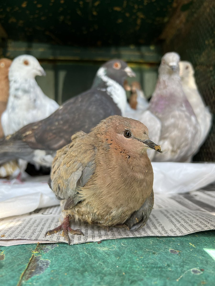 DokuzOlmaz's tweet photo. DUYURU

Hatay'dan 25 köpek 13 kedi 15 güvercin 1 kumru ile döndük. Kumru dahil hastalar, yaralılar, kırıklılar, kısırlaştırılacak olanlar var. Deprem tarihi uzaklaştıkça destek çok azaldı ama bakın mücadele azalmadı. Desteğinizi rica ediyorum. https://t.co/Ou9ybifVkd