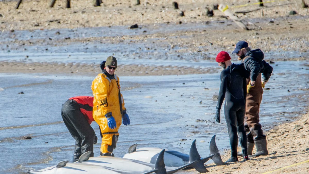 saveLBIorg's tweet photo. Are these 3 #dolphindeaths in #sandyhook related to #whaledeaths and #offshorewind survey activity? https://t.co/wptCdYqiXB @GovMurphy @SenatorBooker @SenatorMenendez https://t.co/mTp8utYnVd