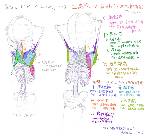 ③ 