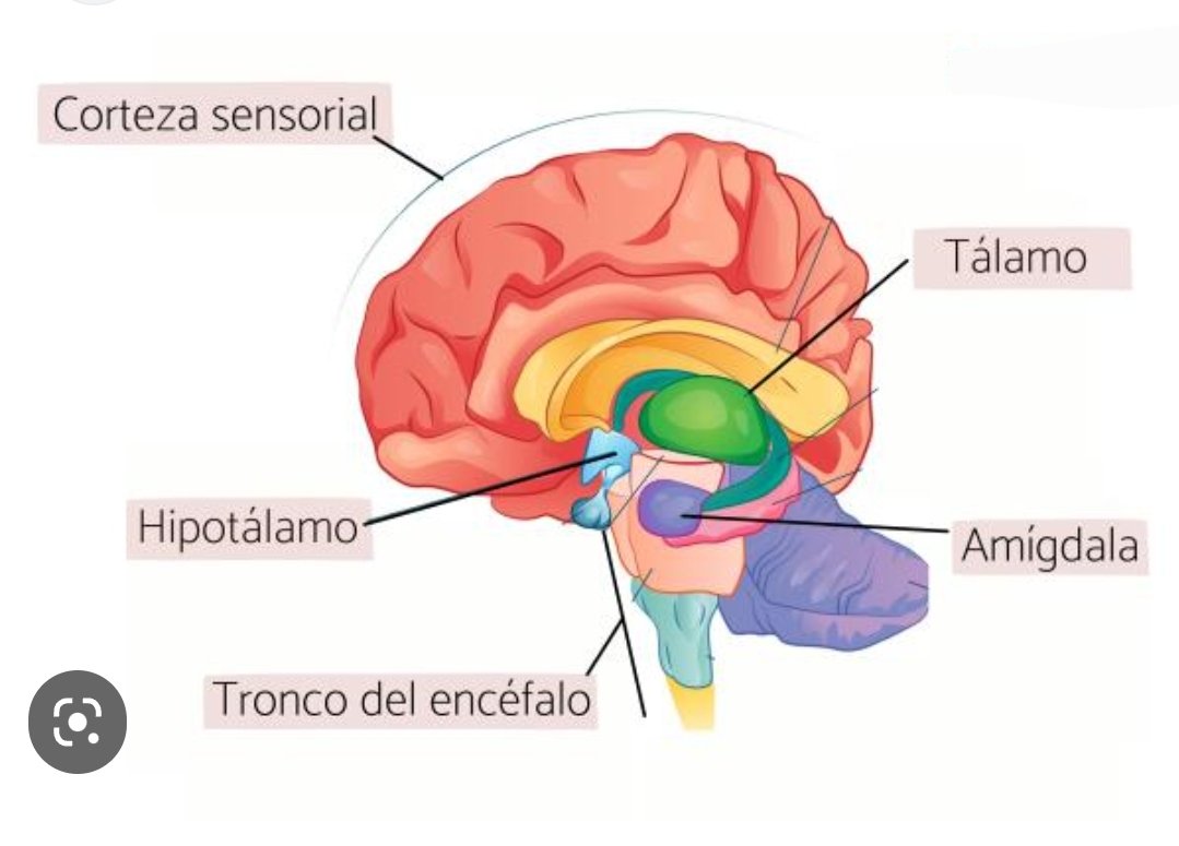 thairkassam's tweet image. Ayer les comenté que la amigdala cerebral es uno de los elementos implicados en la ansiedad, ahi en la imagen la pueden ver, hay medicamentos que actuan precisamente allí para disminuir la ansiedad y no son precisamente antidepresivos ni ansiolíticos.