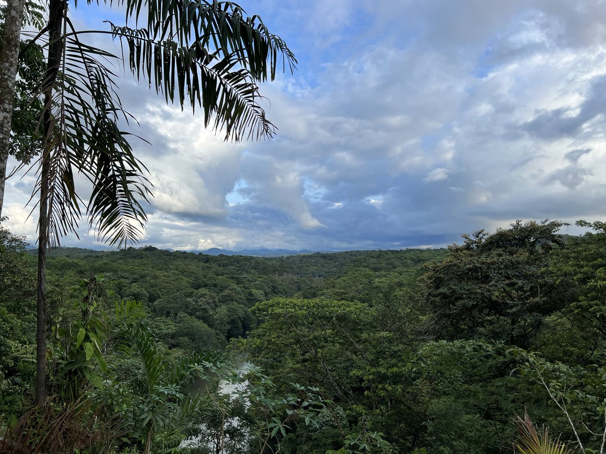 Maria Isabel Castaño tweet media