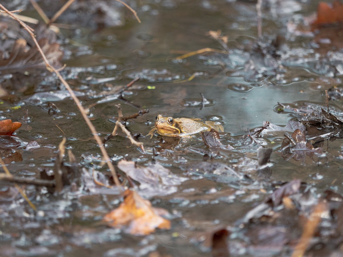 edfclee's tweet photo. Little friend spotted while on my way to @longlandscommon
GH4 - Olympus M.40-150mm - F2.8
#toad #longlandscommon #bilton #greenway #harrogate #gh4 #olympus #naturephotography #naturelovers #harrogatelife https://t.co/VqAqugLN45