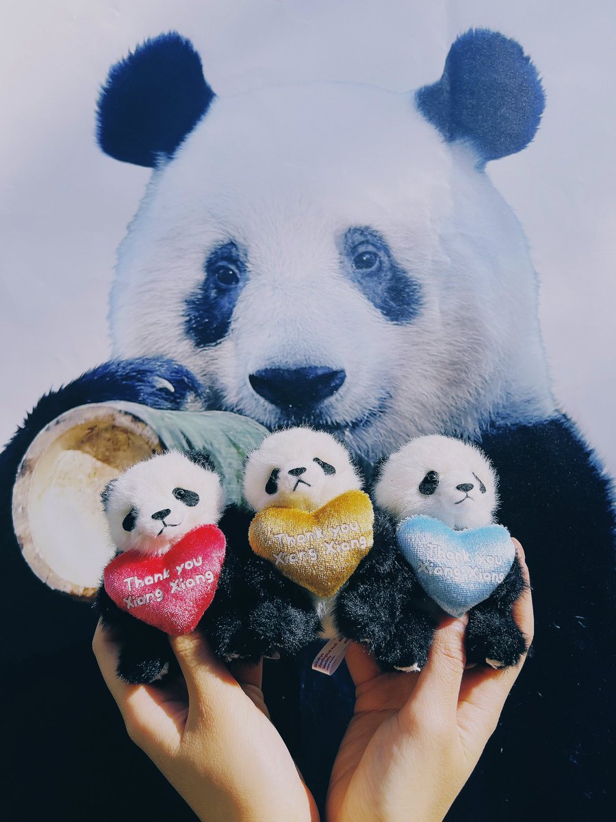 aichapxq's tweet photo. たくさんの幸せと思い出をありがとう🐼シャンちゃんの幸せを何よりも願ってます。世界一だいすき！！！！😢💓
#シャンシャン
#シャンシャンありがとう https://t.co/V7VgOJwsWQ