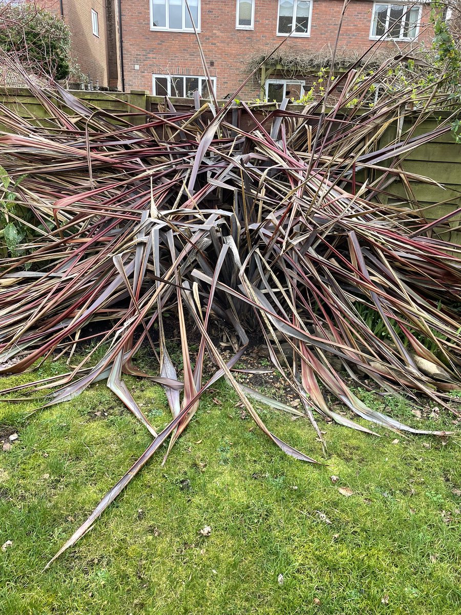 hankit78's tweet photo. @The_RHS @TheMontyDon @GWmag Can anyone advise me on what to do with my poor Cordyline ? It’s my favourite garden feature a@d I fear the frost has had it 😔 Any expert help would be greatly appreciated 👌🏻🍃 https://t.co/zYBHTgoRuw