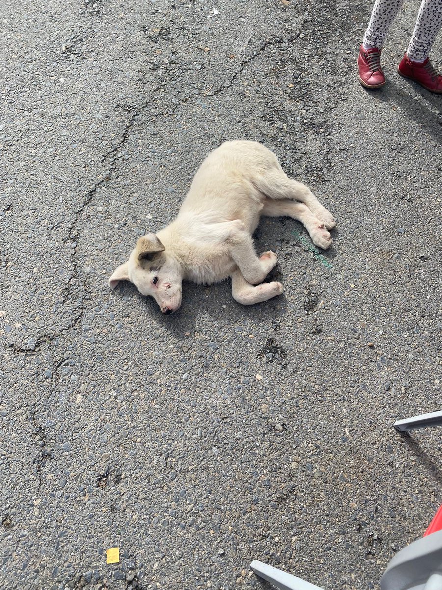 📢URGENTE!!! 📢
🆘Nos pasan el caso de este pequeño encontrado abandonado en un pueblo en los huesos y lleno de parásitos.🆘
🚨 ¿Alguna asociación o particular podría hacerse cargo?🆘
🚨Nos avisa nos confirma que podría traerlo a Madrid 
☎️671453393(NATALIA)
☎️695237589(GABRIELA)