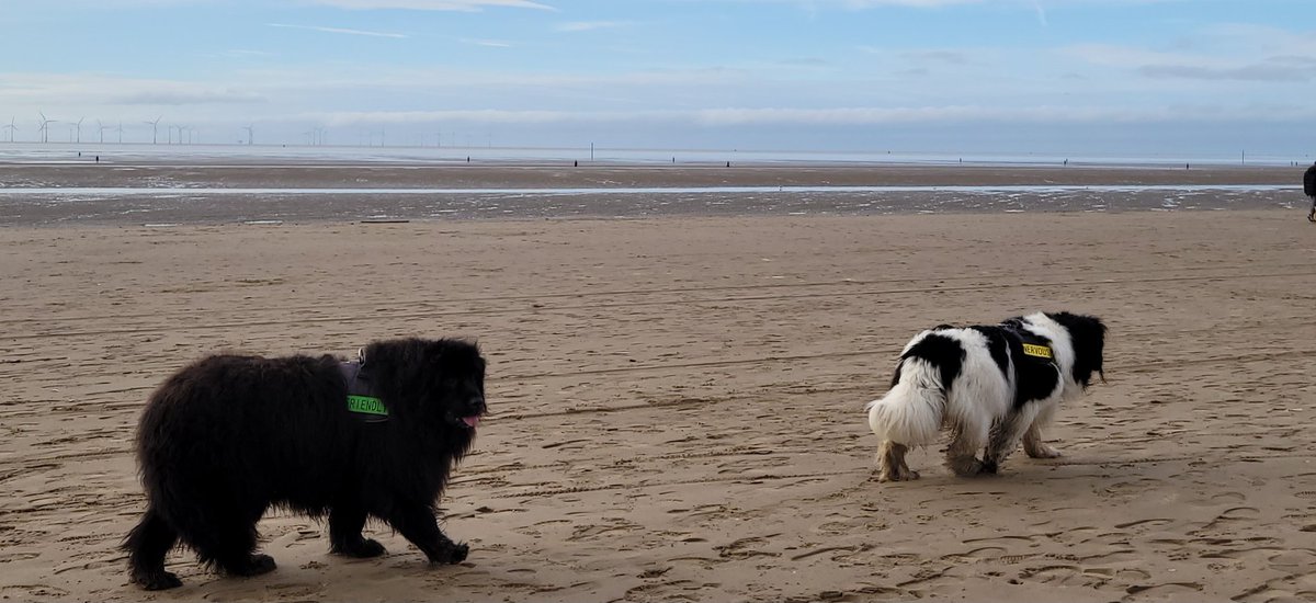 SteveMulville's tweet photo. We are all different in our own little ways..
Nervous and Friendly strolling along Crosby beach this afternoon..
Magnificent beasts that they are #Shellby and #Skyla the Newfoundlands disappointed that the tide was right out🌊🐶
#DogsofTwitter https://t.co/yg9VQ5oVyu