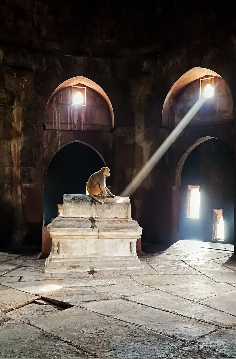 Spotted today at Tughlaqabad