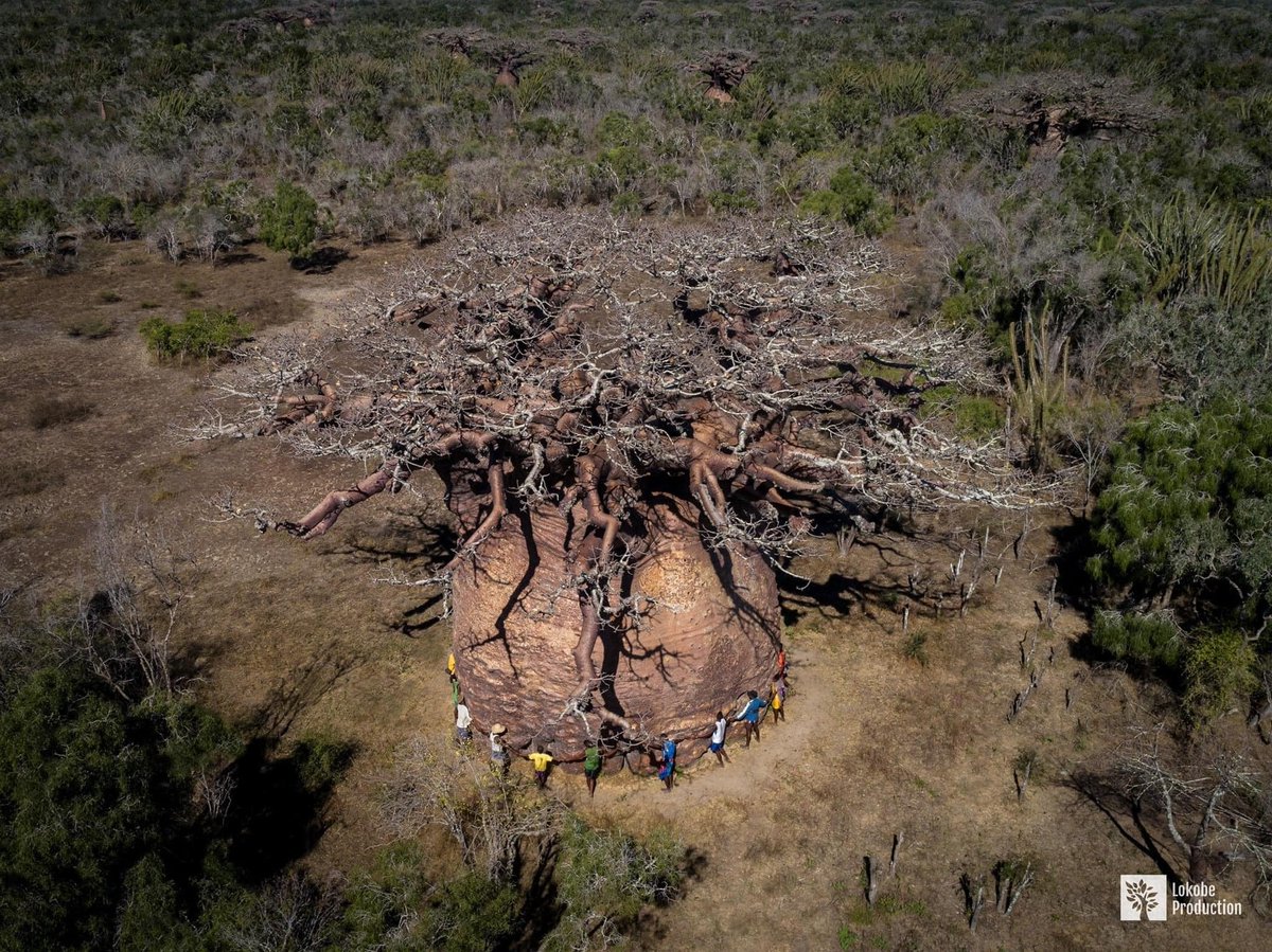 Arboricultural Association tweet media