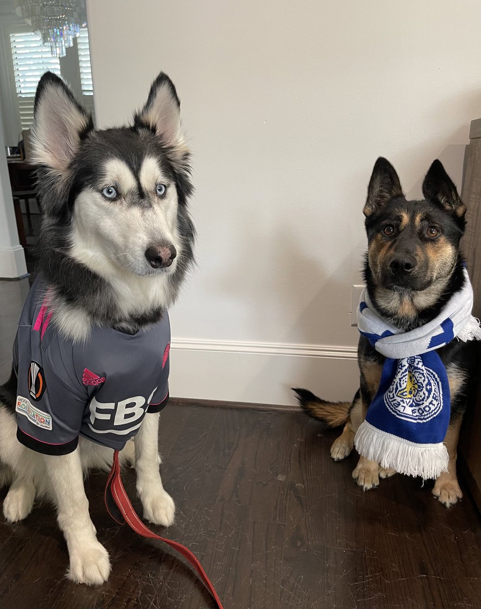 Game faces on. Come on, Leicester! #MyPLMorning #MUNLEI <a href="/PLinUSA/">Premier League USA</a> <a href="/Houston_Fox/">Jim Harris</a> <a href="/NBCSportsSoccer/">NBC Sports Soccer</a> <a href="/TexasFoxes/">TexasFoxes</a> #NymeriaTheTexasHusky #PrincessLeia