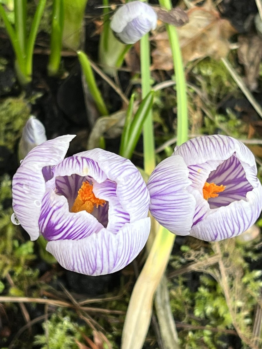 Shirley Rogers CBE 💙🧡 tweet media