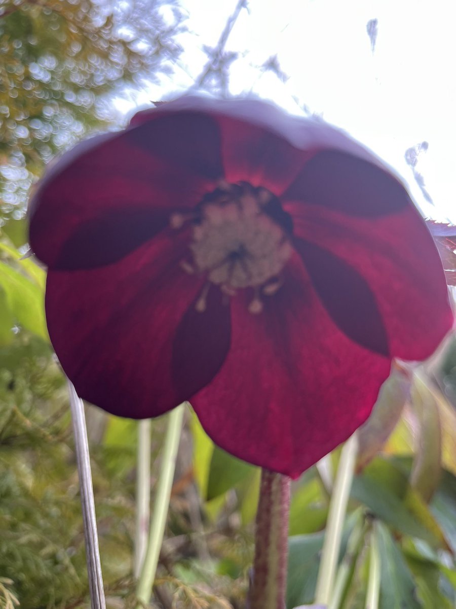 Shirley Rogers CBE 💙🧡 tweet media