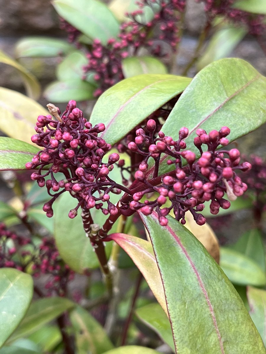 Shirley Rogers CBE 💙🧡 tweet media
