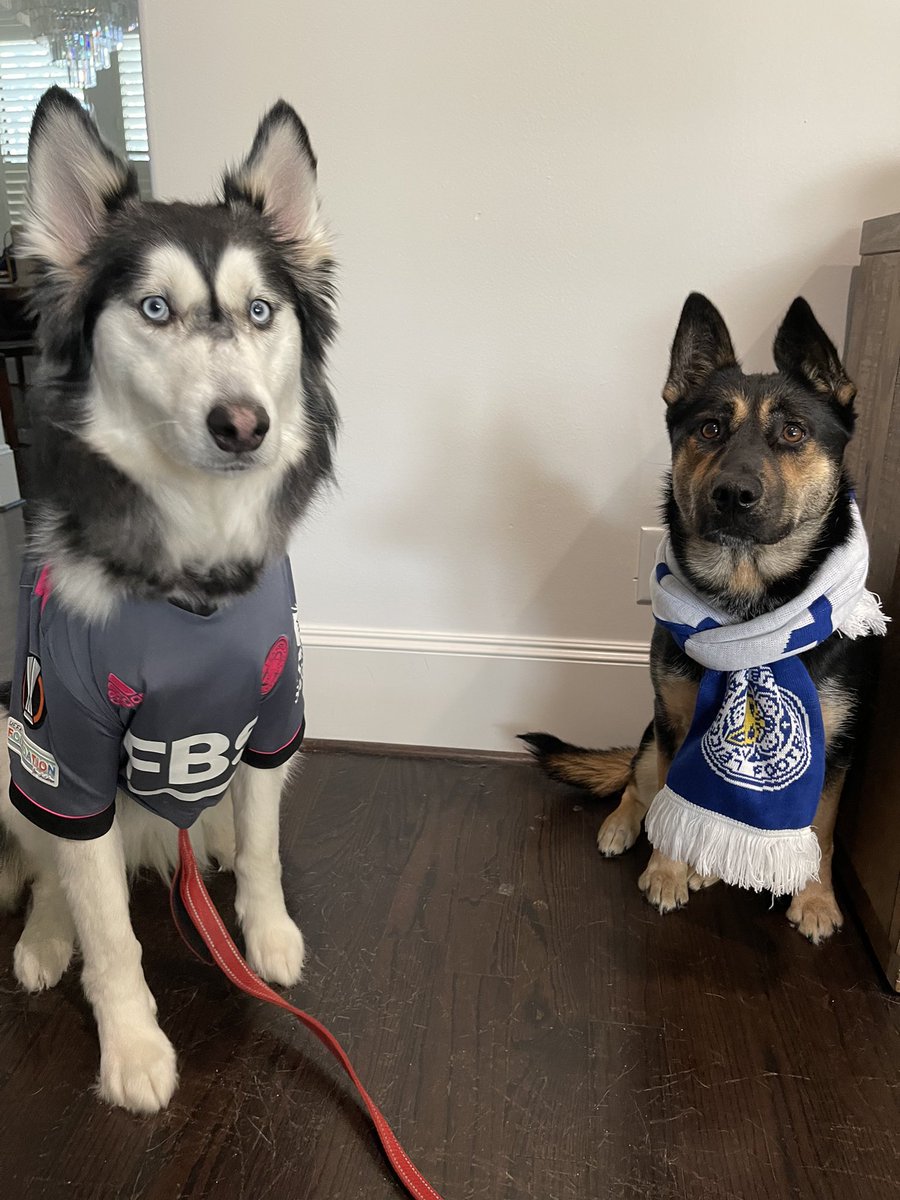 Nymeria and Leia cheering on <a href="/LCFC/">Leicester City</a> this morning <a href="/NBCSportsSoccer/">NBC Sports Soccer</a> <a href="/PLinUSA/">Premier League USA</a> #MyPLMorning #MUNLEI
