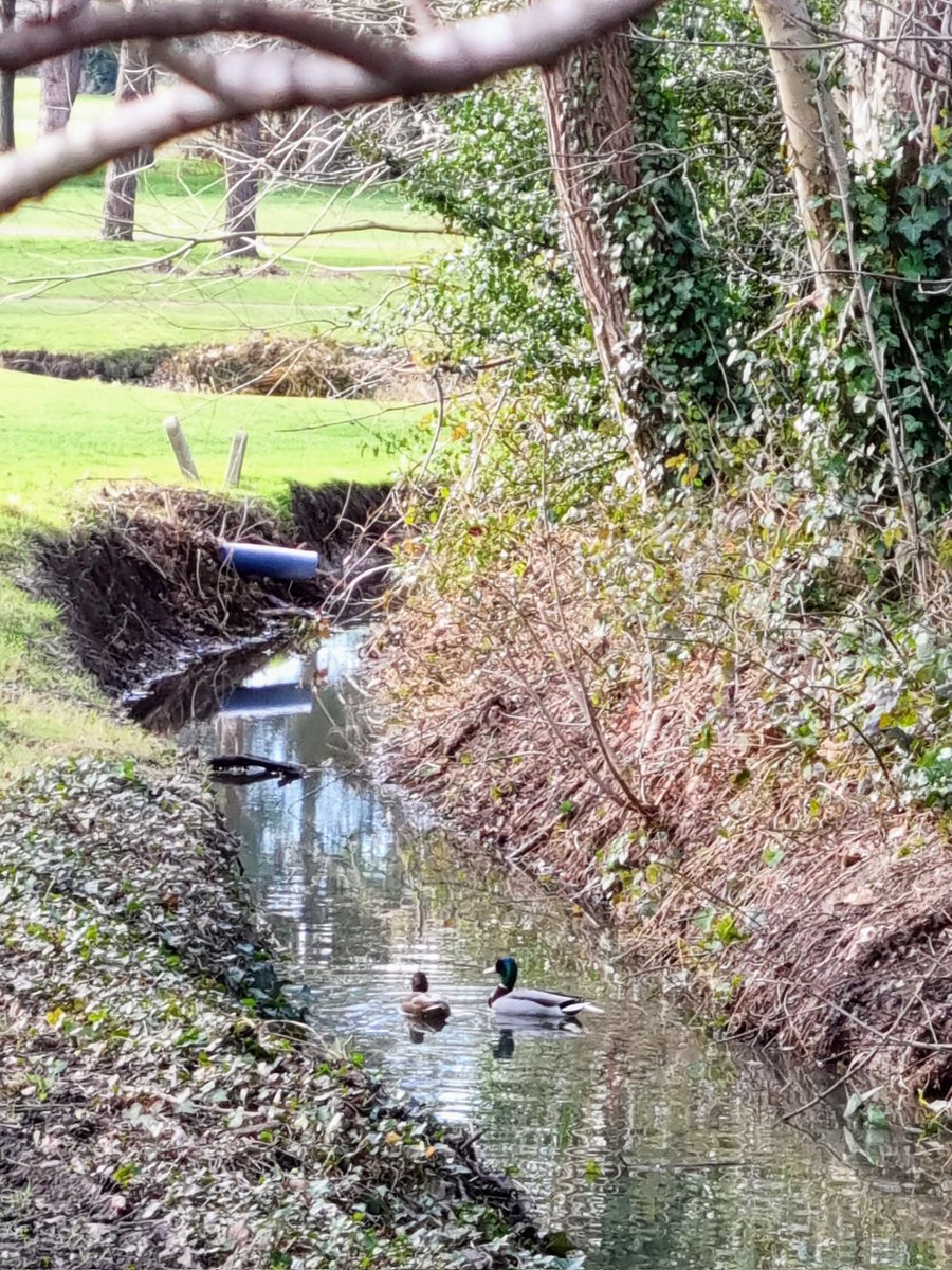 Mallards in the brook in @FulwellGC from Wellington Road #Hamptonhill