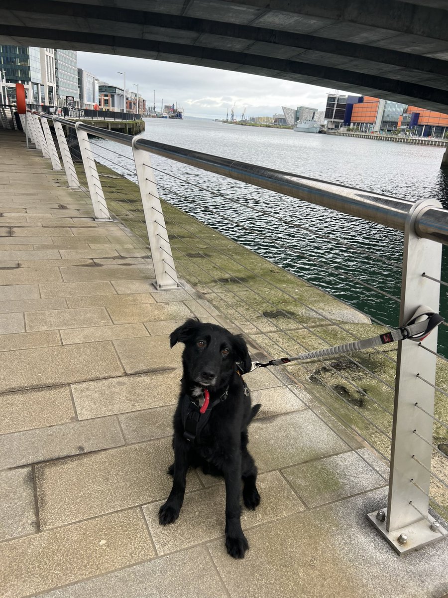 cmshevlin's tweet photo. Rudy sightseeing in Belfast. Pee-d everywhere, poo-ed in front of Laganside Courts (no respect for law) so I think he enjoyed himself… https://t.co/4GHLC2uZPN