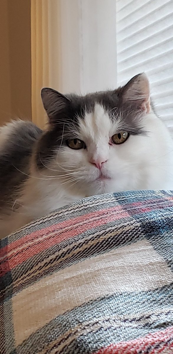 My Mr. Puss