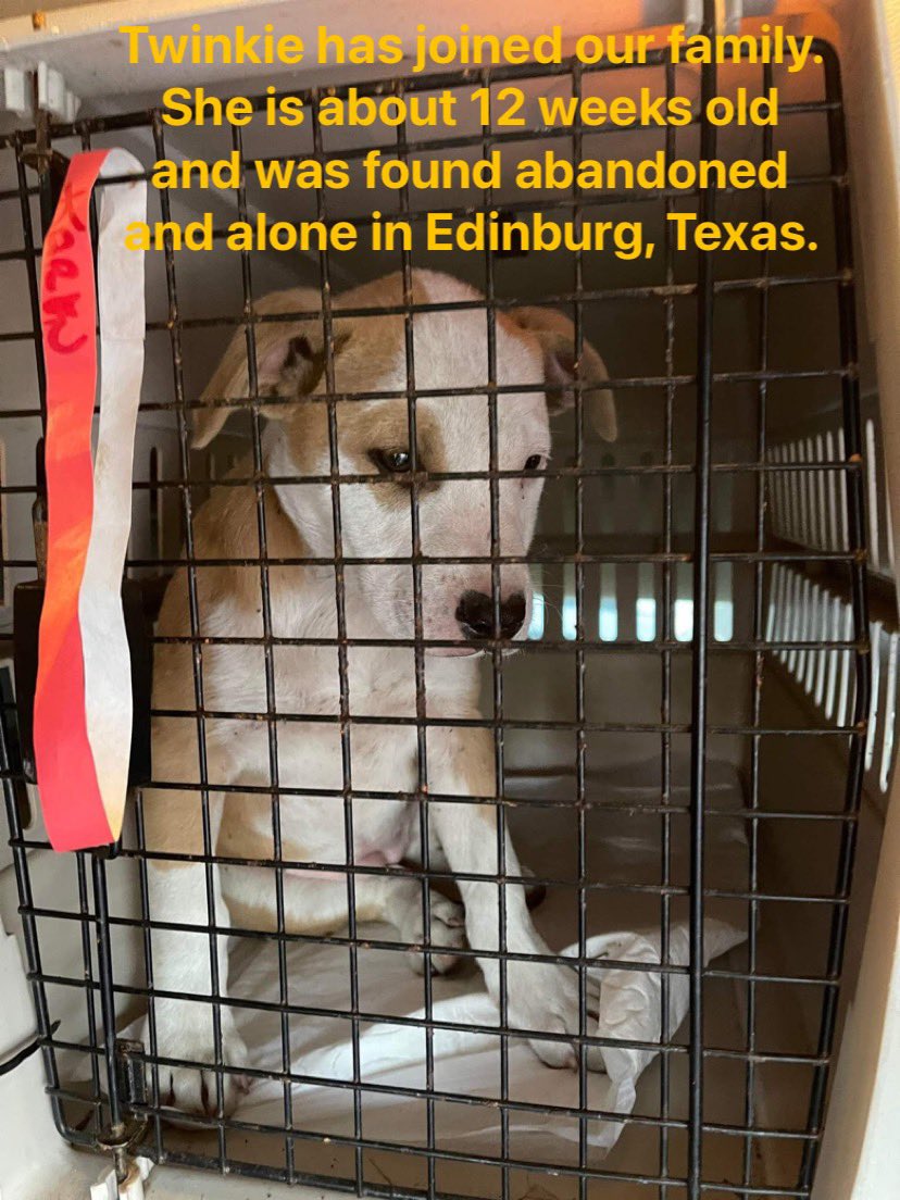 We have a new girl! She needs all of her vaccinations as she was dumped into the cold alone. PayPal.me/voiceforanimal…
Venmo- @voiceforanimalsrescue (0384)
Cash app- $vfarescue
Stripe - (Apple and Google pay and many other forms of payment) buy.stripe.com/eVaeWp3jnbMNd3…