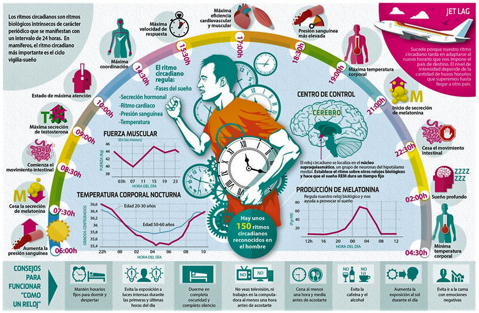 Ciclo testosterona