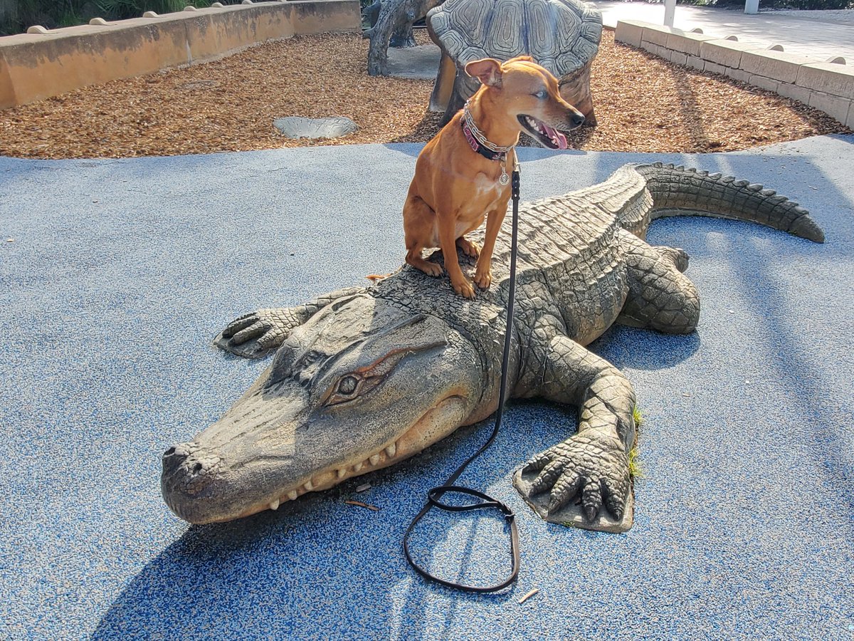 Just taking a break on top of the gator
#FloridaDog