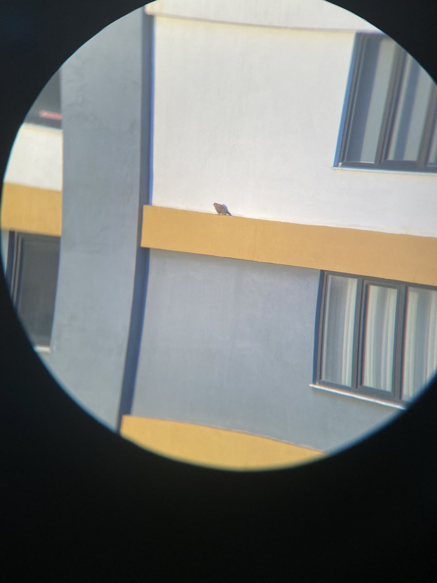 Hangi tür? #hangitür <a href="/alpertuydes/">Alper Tüydeş</a> Kerkenez diye düşünüyorum