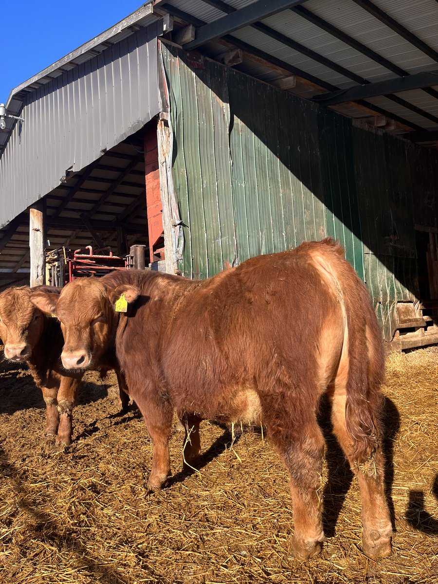 2 types of cattle, one goal for performance and convenience