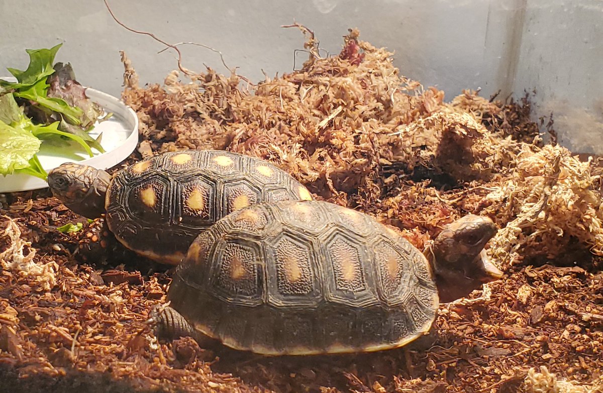 NWFLOA's tweet photo. Two new additions to the family. Baby Red-foot tortoises. Rawr!!!#redfoot #Tortoise https://t.co/i7GUXL03UV