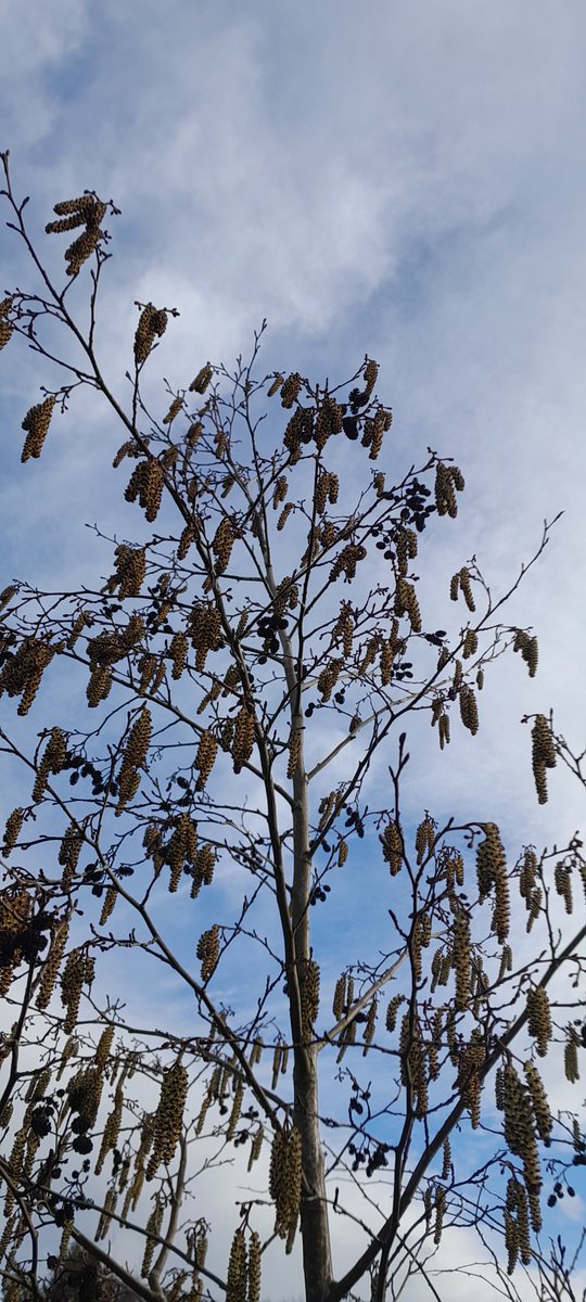anne_deak's tweet image. With aid of bloody Mary to number the idiotic noise produced by kids on energy drinks noticing nature beautiful and finally gardening with Robin singing in 4he background. #Great full #anothershot