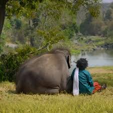 renukajr's tweet photo. तुमच्याकडे ४० मिनिटं आहेत?आणि ती सुंदर जावी अशी वाटत असतील तर The Elephant Whisperers नक्की बघा. अमू, रघू या अनाथ हत्तींचं, बोमन, बेलीचं निर्मळ नातं,न बोलताही हत्ती भावना कशा व्यक्त करतात नक्की अनुभवा.या documentaryला Oscarsमध्ये नामांकन मिळालंय.
@netflix 
@EarthSpectrum https://t.co/g2CaA0HeII