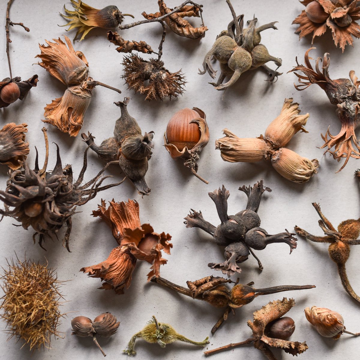 jdfrei's tweet image. #Corylus. Hazelnut-diversity. An excerpt from my collection of hazelnuts/fruits from Europe, Asia and North America