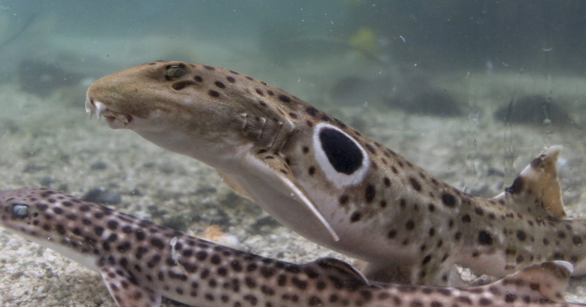 ♡ Epaulette - The Walking Sharks