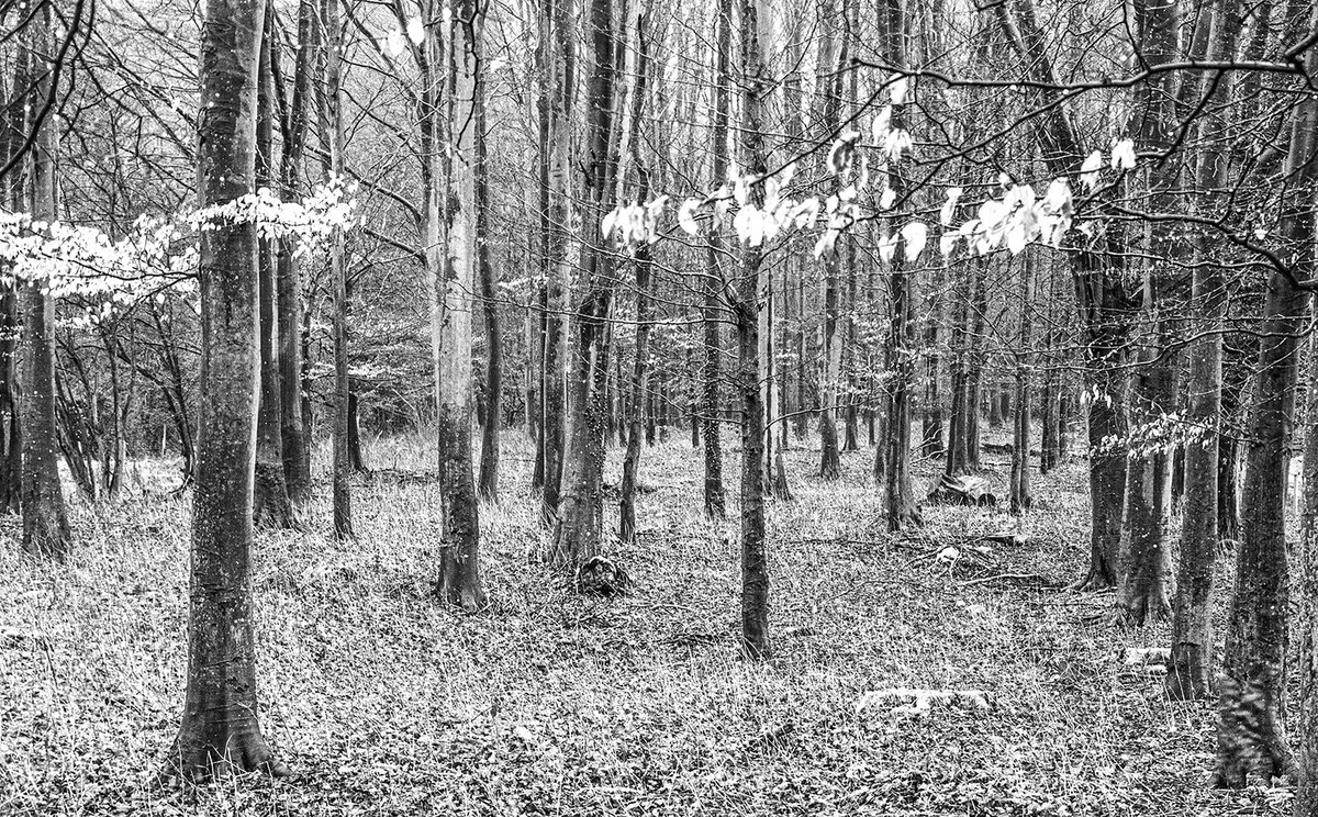 andyradka's tweet photo. A misty Duncombe Park in North Yorkshire
#LPOTY #yorkshireinblackandwhite #Yorkshire #blackandwhitephotos #blackandwhitephotography #blackandwhite #blackandwhitephoto #Yorkshireis #Pentax #BWPMag #BlackMinimalism #NorthYorkMoors #DuncombePark #Duncombe https://t.co/qWkELfAhW7