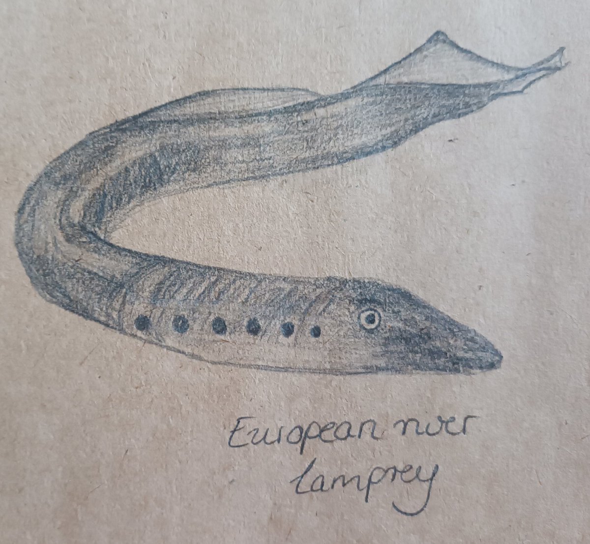 Stephanie Müller tweet media