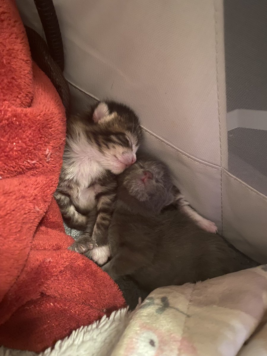 시조 on Twitter "RT BumbleTus Year ago today I got my first litter of