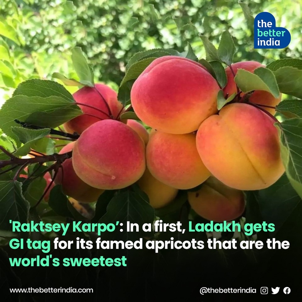 The Better India on Twitter "The infamous Ladakhi Apricot, RaktseyKarpo has got the