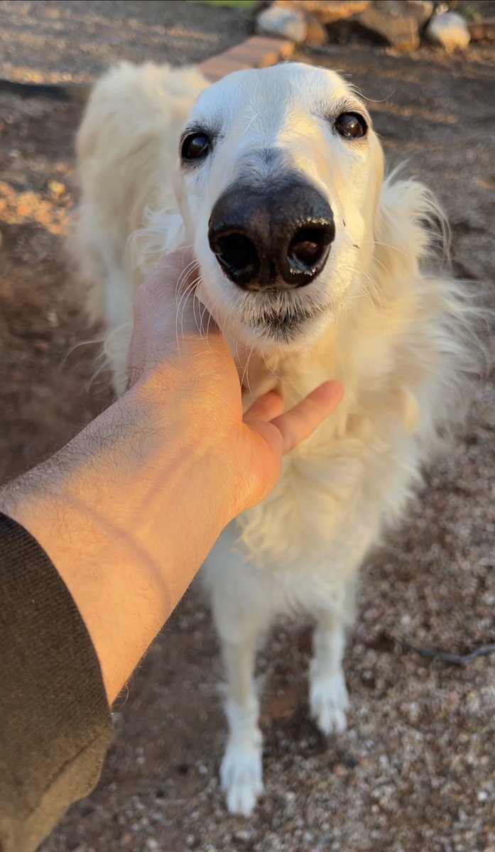 streetcar licker on Twitter "RT EsperBorzoi How to hold a Philly